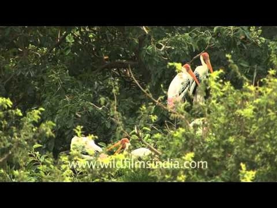 Painted storks in the evening