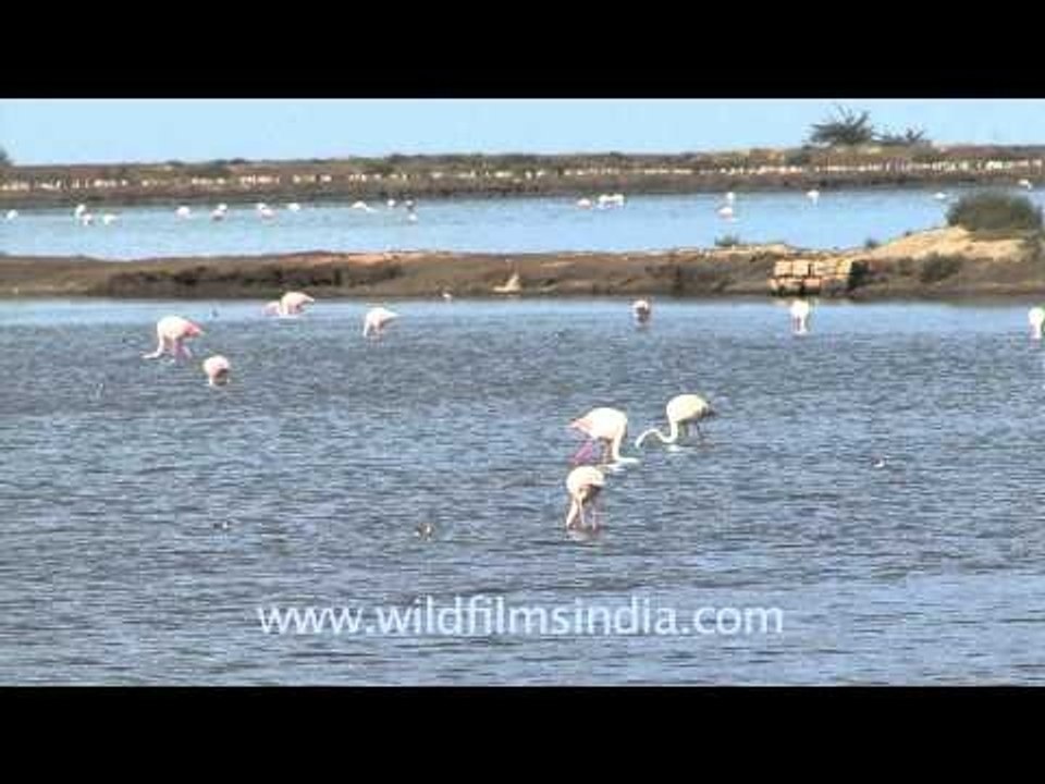 Birding in Gaurishankar Lake