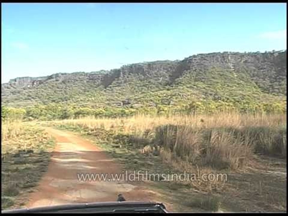Inside Kanha National Park!
