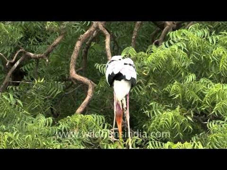 The painted stork