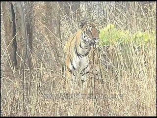 Sher Khan in the Jungle Book inspiration - Kanha!