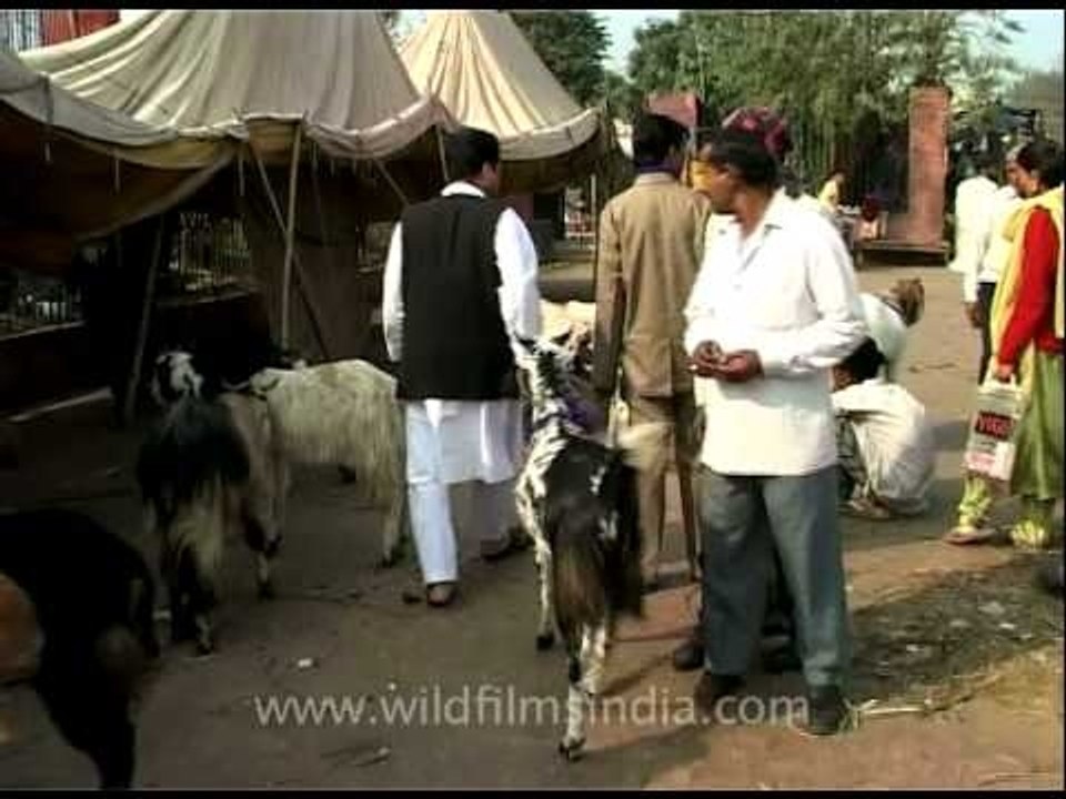 Goats on sale for Eid!!