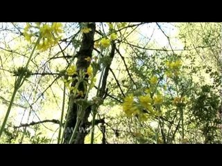 Primula sikkimensis in a meadow, Bhutan