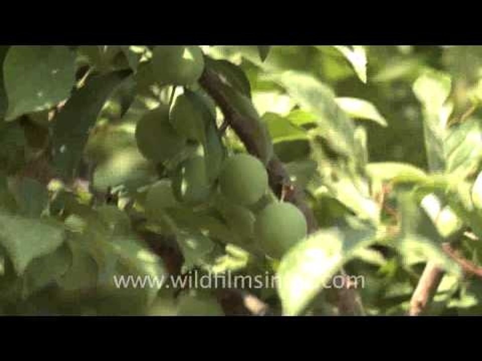 Plums ripening on a tree in the Himalaya!