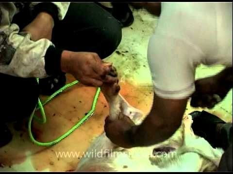 Sacrificing (Qurban) a Goat.