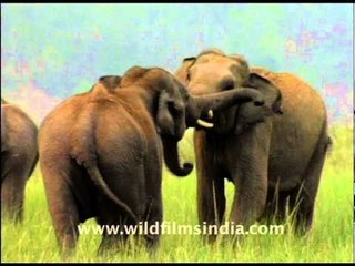 The gentle giant - Elephants!!