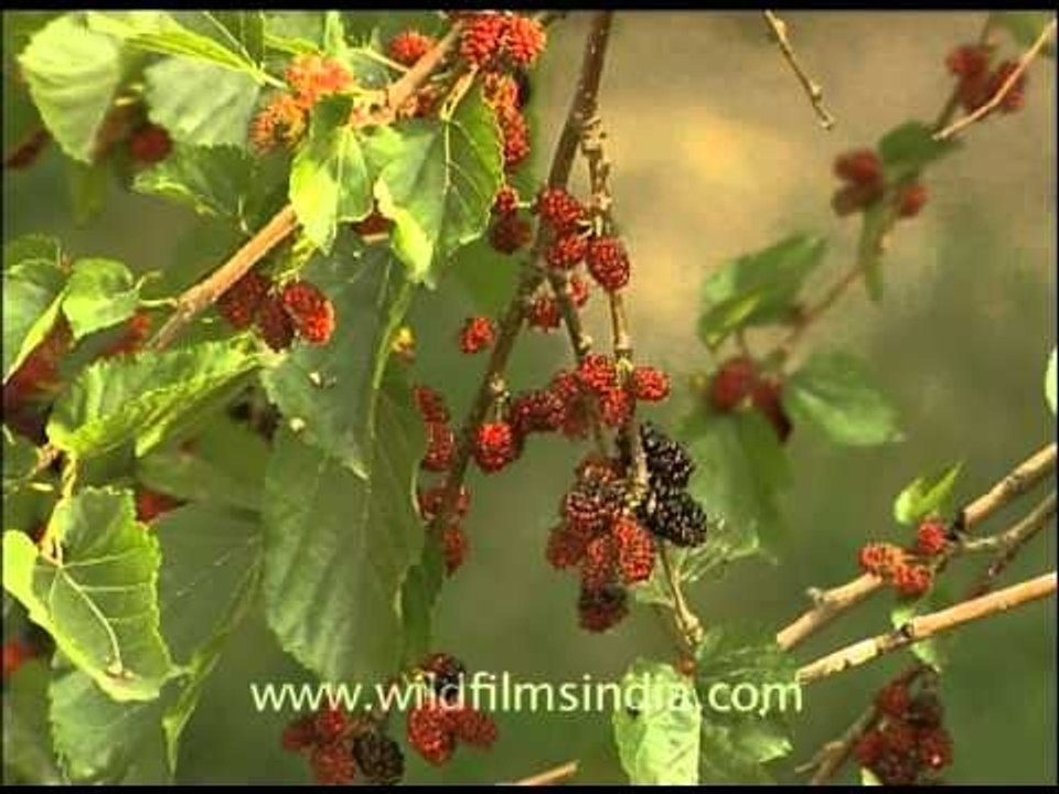 Scrumptious mulberries on the tree!