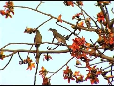 Pair of hornbills on a Silk Cotton tree!