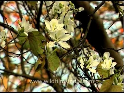 Indian Kachnar or Bauhinia tree in full flower!