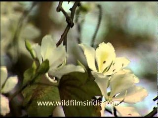 Edible flower buds of Kachnar tree!