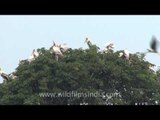 Painted Storks on a high!!