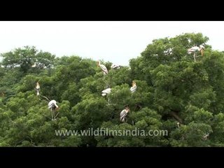 Party on the top - Painted Storks