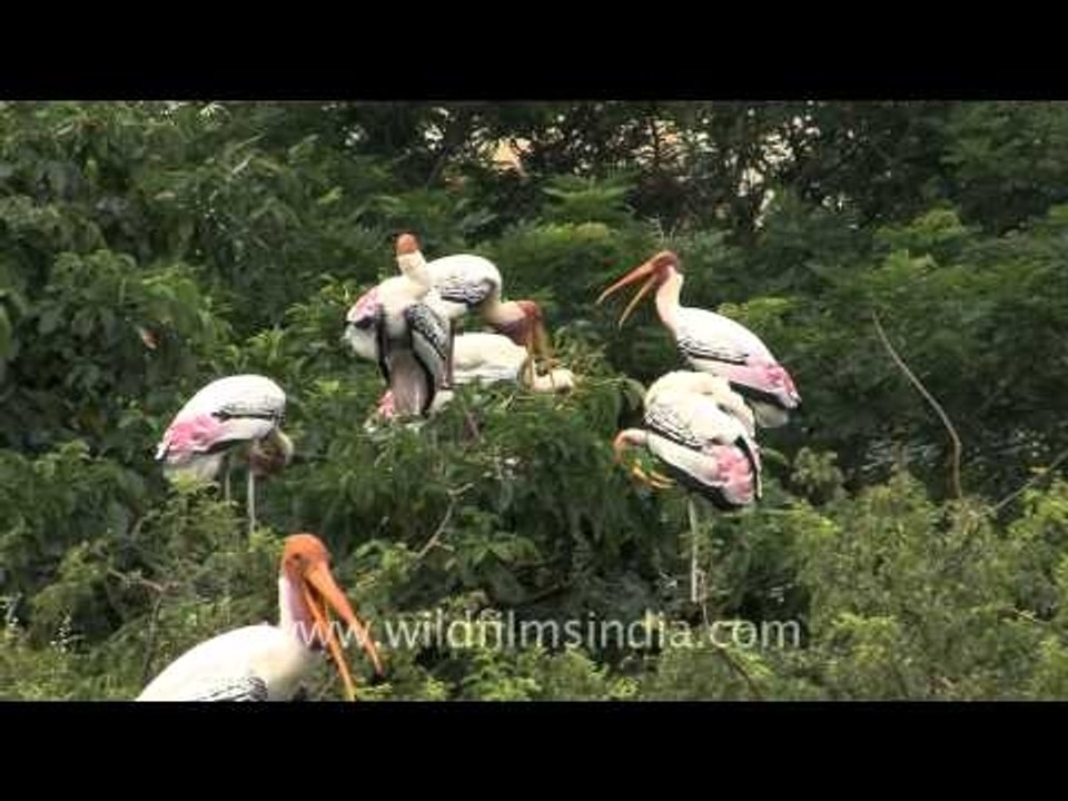 Painted storks chatting in bird language!!