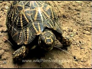 Exotic star tortoise