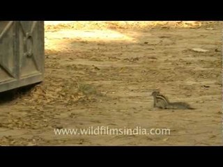 Cute rodent - The Indian palm squirrel