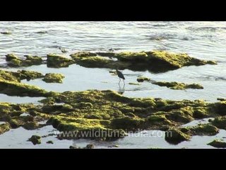 Low tides on Dwarka beach - Gujarat