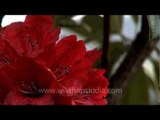 Early season Rhododendrons in Kohima!
