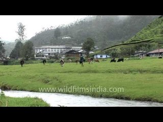 Hill station of the South - Munnar!