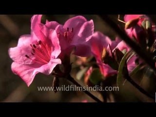 A posy of Kohima Azaleas!