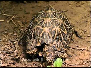 Indian star tortoise walking