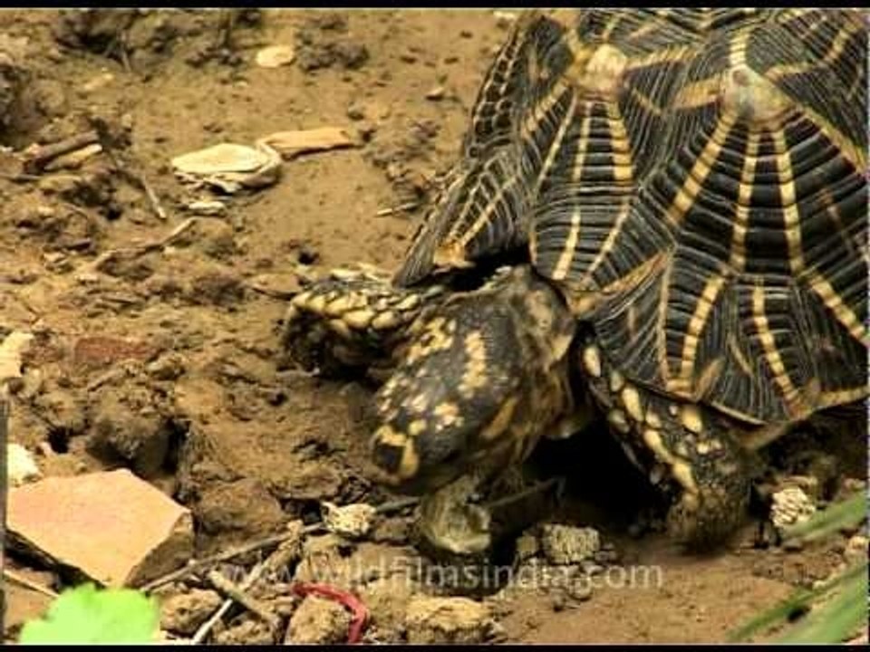 Tortoise eating slowly in Delhi