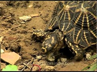 Tortoise eating slowly in Delhi