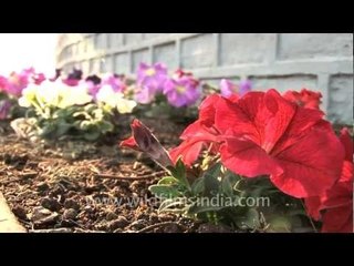 Petunias in Kohima