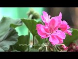 Geranium, Azalea and other Kohima flowers