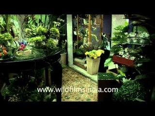 Flower shop inside Millenium Mall, Aizawl