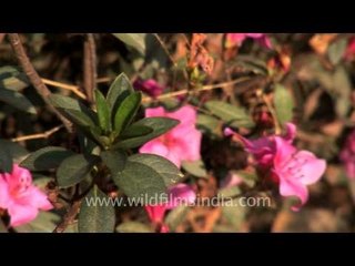 Azaleas belong to the Rhododendron family...