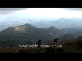 Green Valley and its macaques, Kodaikanal