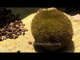 Jackfruit or kathal harvested and ready for sale...