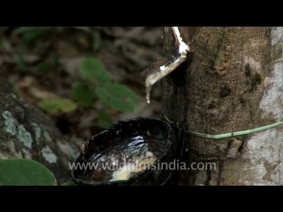 Rubber plantation in India