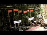 Bamboo varieties on display in Aizawl