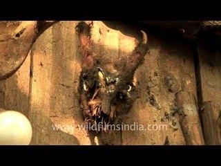 Head hunting remains at Kisama