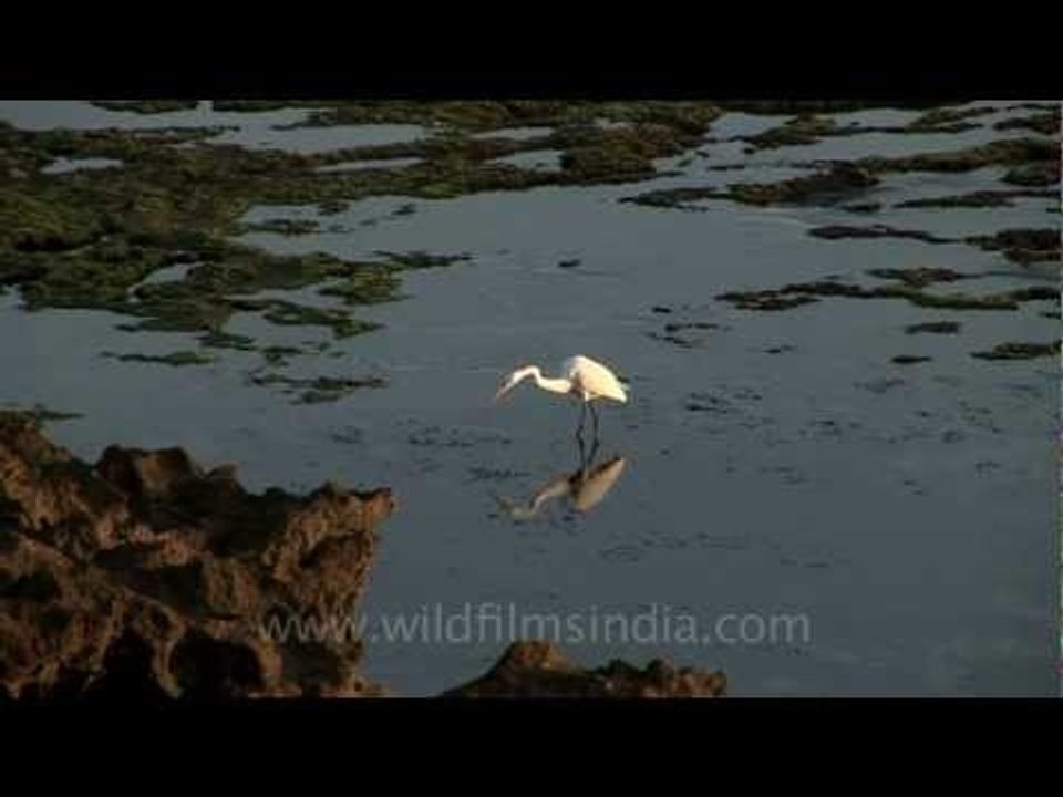 Egret in Dwarka