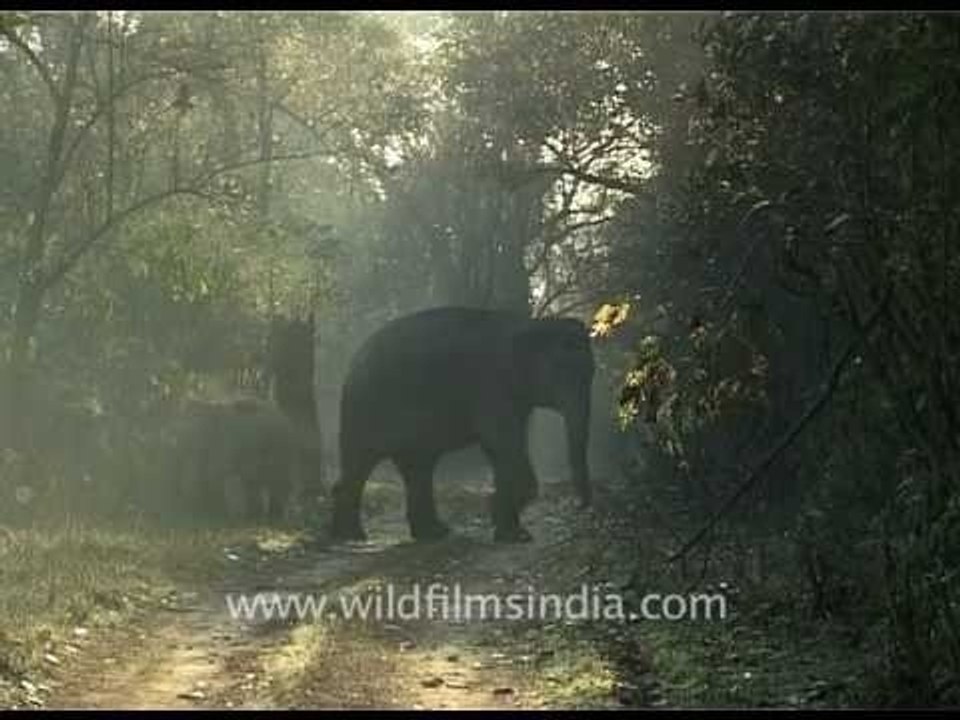 Baby elephant walk!