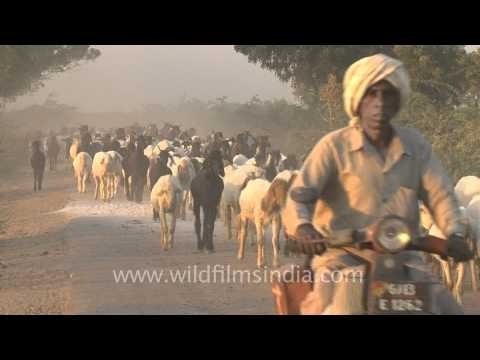 Horns don't work for the traffic with horns, Gujarat