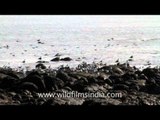 Seagulls visit aamchi Colaba, Mumbai