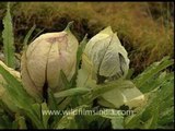 Brahma Kamal around Nanda Devi