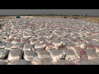 Land of salt, Rann of Kutch