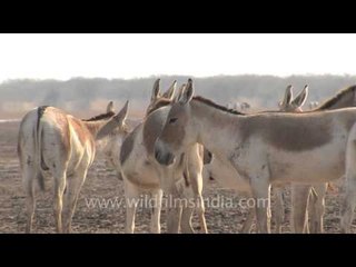 Bad boys - The wild Asses of Gujarat!