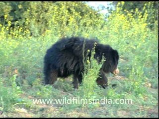 A real life teddy - Sloth Bear in Panna!