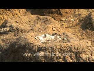 Forsaken flamingo nests, little Rann of Kutch!