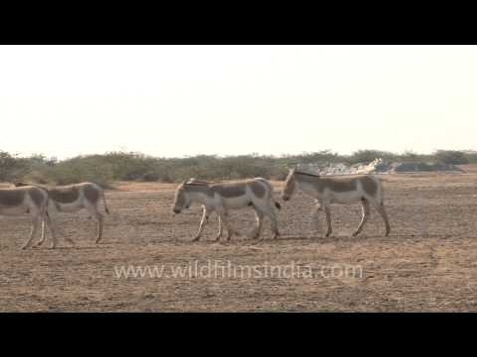 They are jolly good fellows, wild Asses of Gujarat!