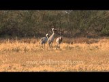 Grus grus - The common crane, Gujarat