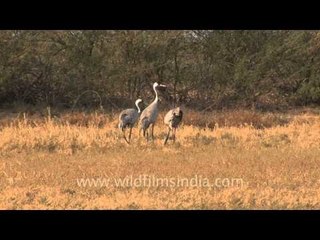 Grus grus - The common crane, Gujarat