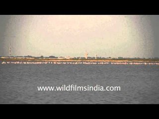 Bajana lake in Gujarat - waterfowl wetland