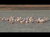 A gaggle of flamingoes, Saura lake, Gujarat
