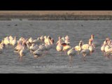 A group of flamingoes in Saura lake, Little rann of kutch!